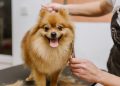 grooming dogs Spitz Pomeranian in the cabin. Professional care for the dog.