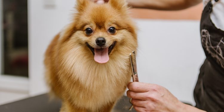 grooming dogs Spitz Pomeranian in the cabin. Professional care for the dog.