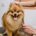 grooming dogs Spitz Pomeranian in the cabin. Professional care for the dog.